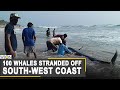 Sri Lankans push beached whales back into sea | World News | WION News