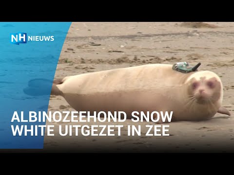 Albinozeehond Snow White uitgezet in zee