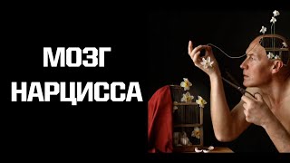 Как устроен мозг нарцисса? Актуальные исследования.