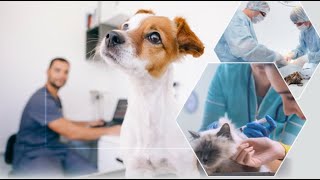 Practice Pointers - Diagnostic Testing