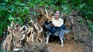 Download Lagu Harvesting forest yams, gardening, animals care - cooking | Farm Life  MP3