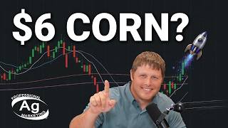 Chasing $6 Corn: Opportunity or Illusion?