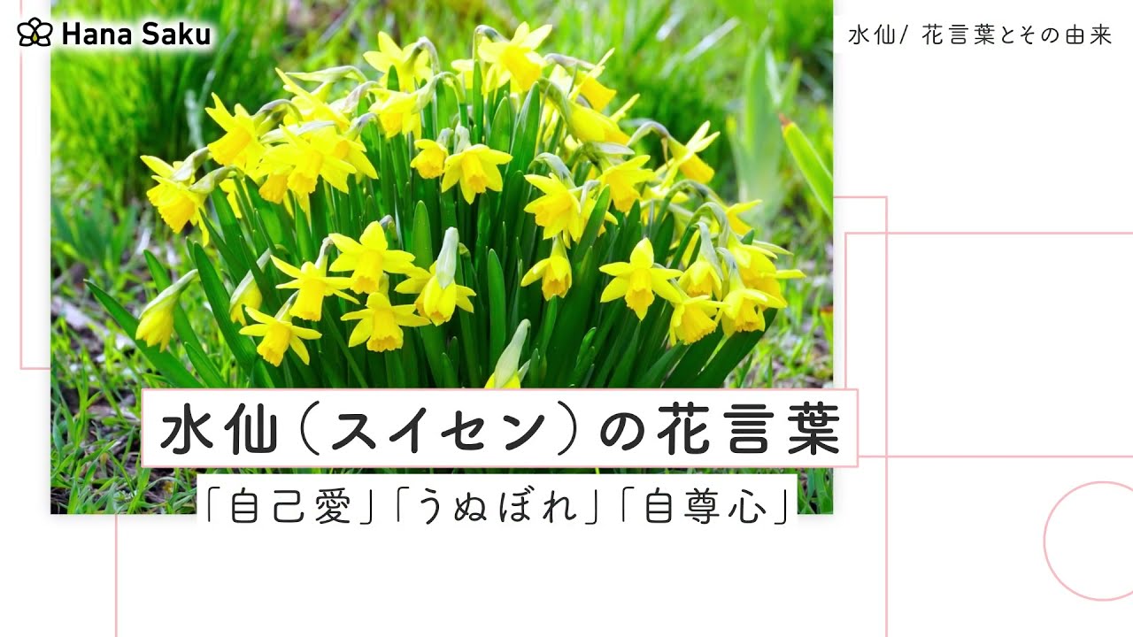 水仙 スイセン の花言葉と由来 色 品種別 英語の花言葉 怖い意味は Hanasaku