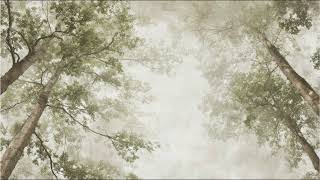 Forest Canopy 🌲 Muted Neutral Aerial View 4K TV Art, Calm Nature Wallpaper, Soft Minimal Screensaver screenshot 4