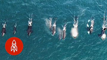 ¿Se puede nadar con orcas salvajes?