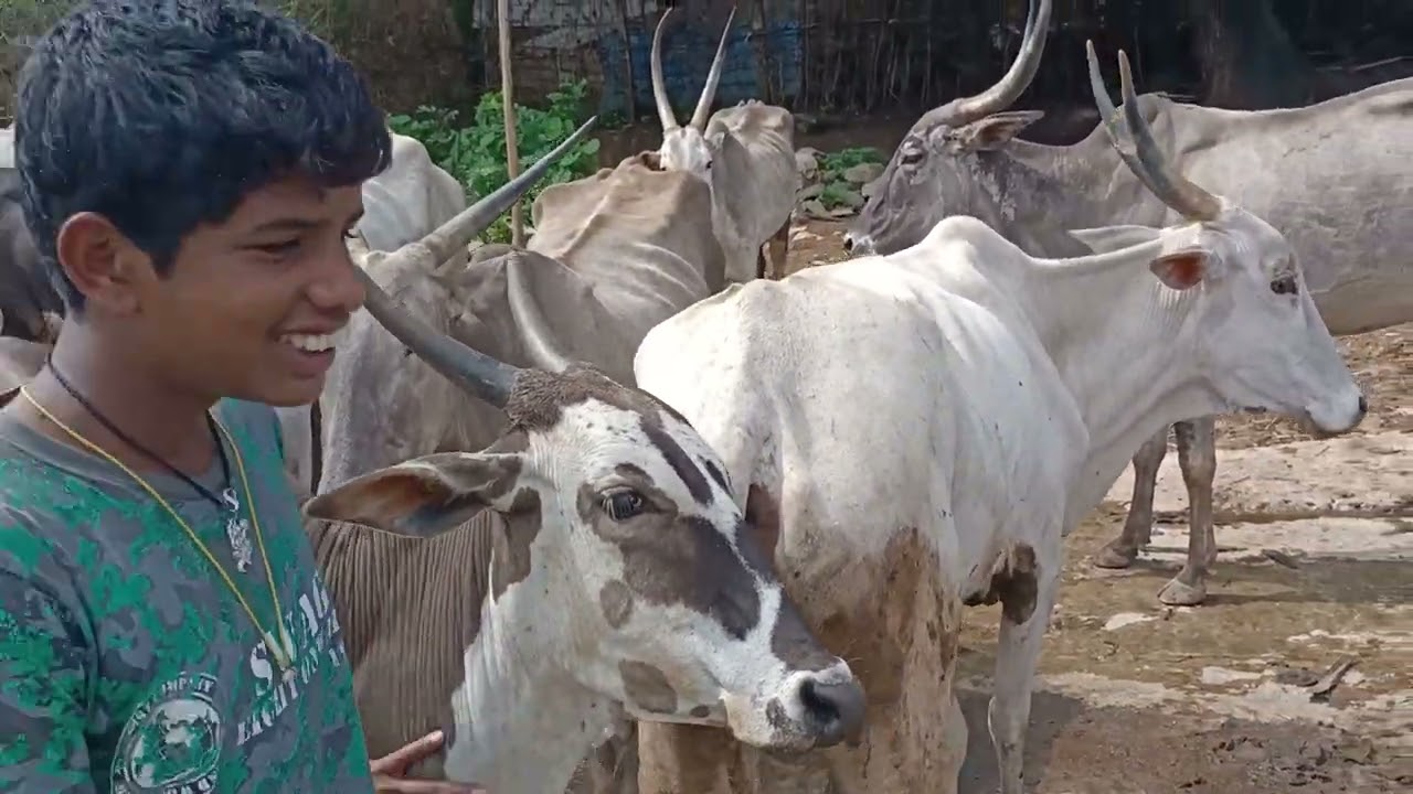 Hallikar cow herd of Farmer Ramappa raring from Generations, Arrehalli, Anekal Taluk,