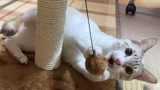 小さなキャットタワー買いました。完成を待たずに飛びついたのはやはり小太郎でしたｗ