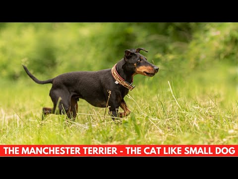 Video: Miniatyr Aussiedoodle