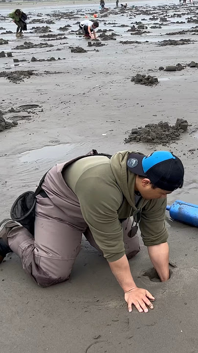 Live Pacific Razor Clams by the pound – Origin Catch