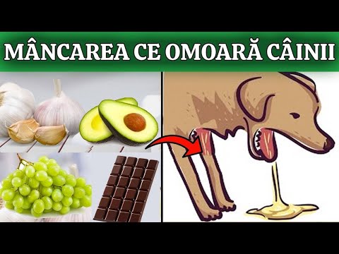 Video: Înghețul va răni un câine?