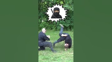 NINJA FIGHTING TECHNIQUES 🥷🏻 Togakure Ryu Ninpo Taijutsu: NINJUTSU ESCAPE Training #Shorts