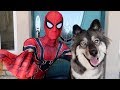 Spiderman Saves My Puppy Kakoa!