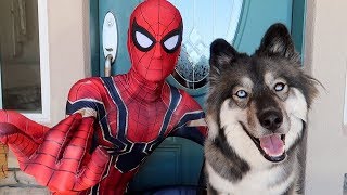 Spiderman Saves My Puppy Kakoa