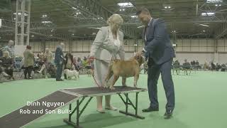 Crufts 2024 Bulldog  Veteran mâle