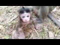 Life of monkeys Ep155, baby monkey running, baby monkey try to eat lotus...
