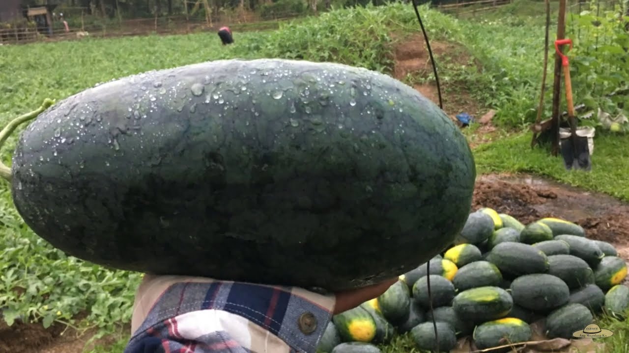 v118: Harvesting Time Happy Time| Nakalusot sa Malalakas na ulan.