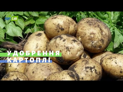 Як сторити ефективну систему живлення для вирощування картоплі?