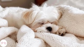 Music to Relax Dogs  Soothing Music for Your Baby Pets, Calming Sleep Music