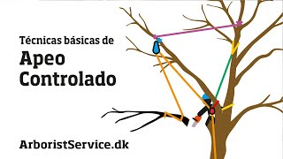 Técnicas de Apeo Controlado | Tree Rigging Techniques | Spanish version by Soren Satellit 49,825 views 3 years ago 11 minutes, 13 seconds