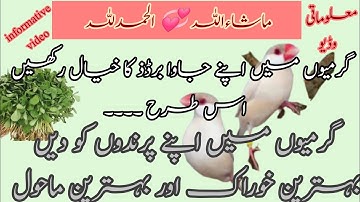 java birds.. best environment and best diet in summer #waqaruddinbirdschannel#javabirdssummerdiet