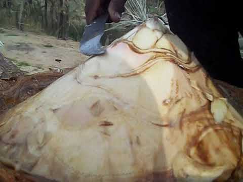 كيف يتم استخراج اللاقمي قابس عصير النخل