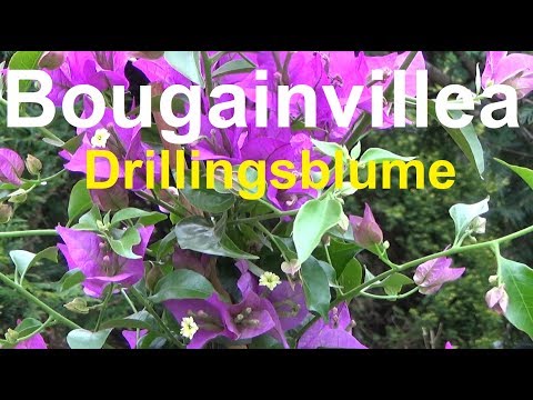 Video: Pflege von Bougainvillea-Pflanzen: Tipps zum Anbau von Bougainvillea in Gärten