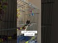 كلمة حبيبي لتعليم الكروان