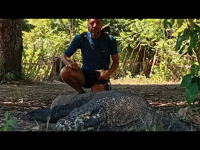 Komodo NP
