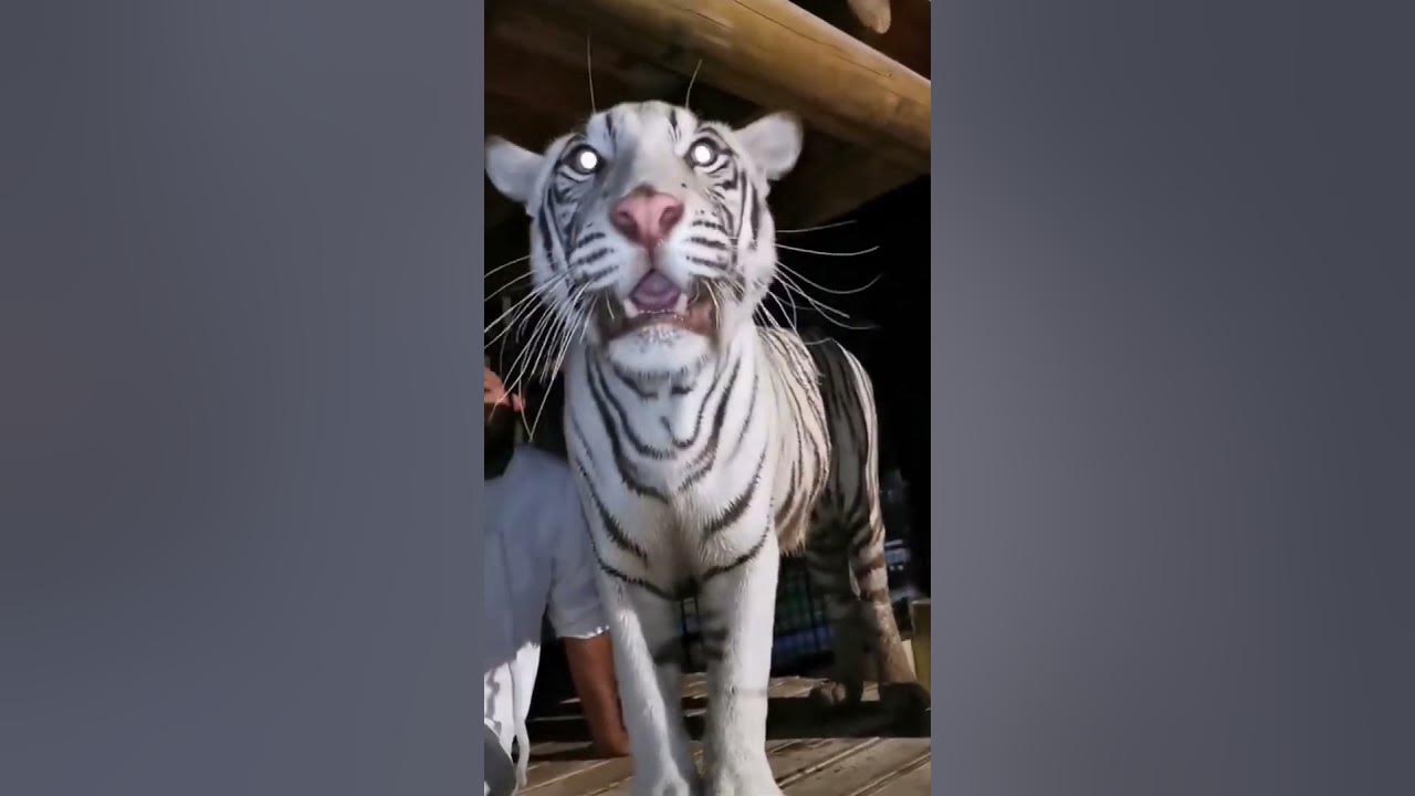 Sheikh nawab with tiger in dubai YouTube