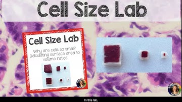 Cell size lab