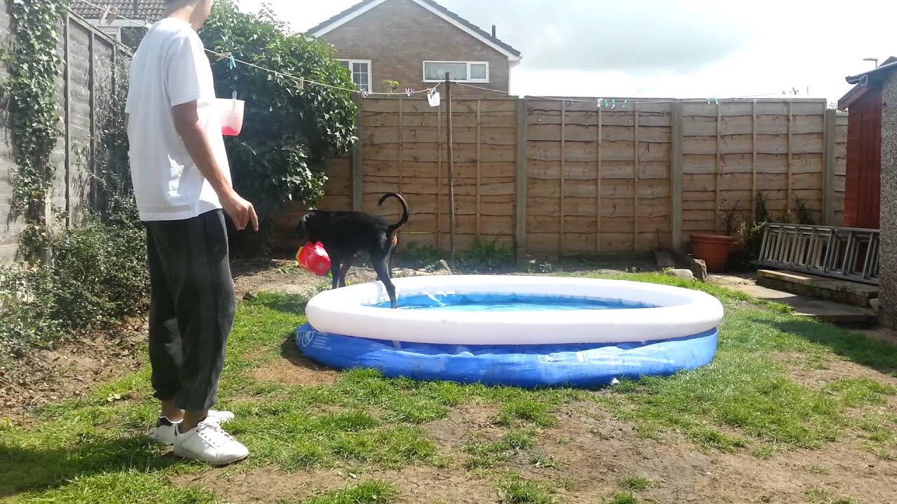 Doberman playing with water YouTube