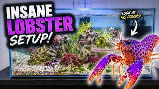 Building the Perfect Purple Reef Lobster Enclosure | Predator Tank Setup