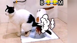 The Best Cat Funny Video of 2023  , try not to laugh by Life Around Us 1,612 views 1 year ago 1 minute, 18 seconds