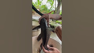 Lí do đừng ăn cá lau kính hầm xả ớt | nhíđẹtvlog #shorts