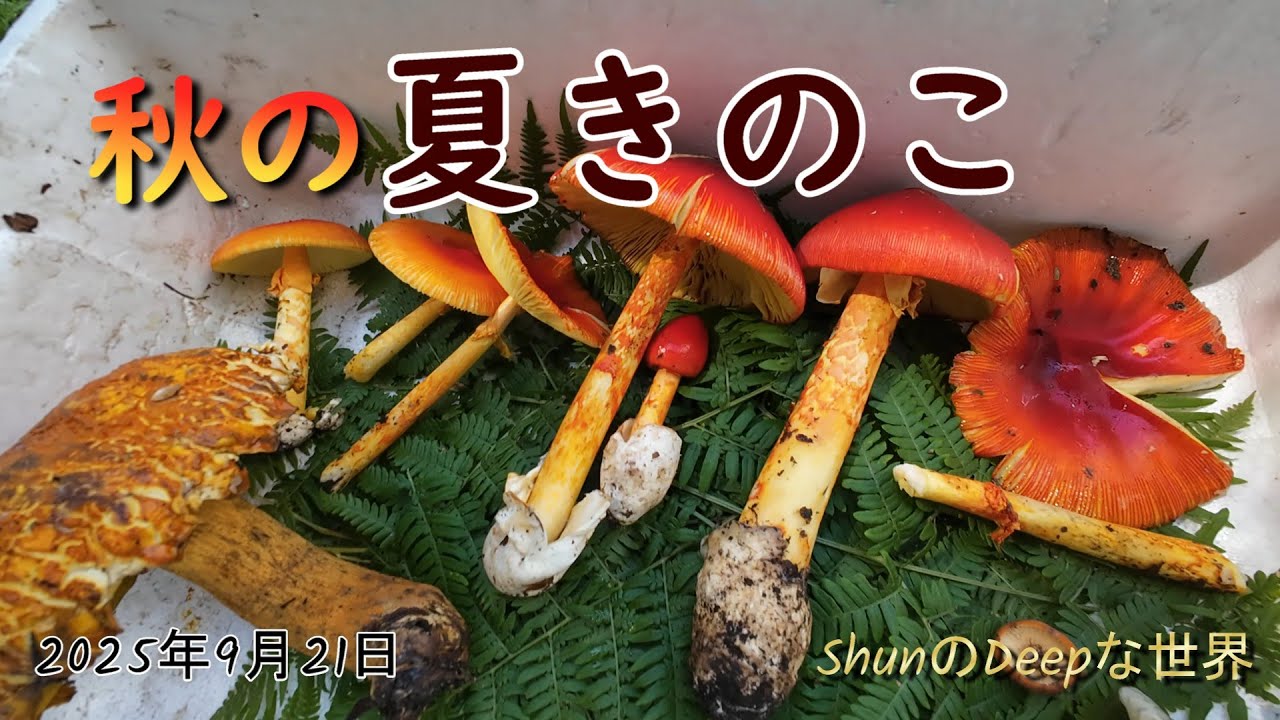 きのこ採り】2025年 9月後半に夏きのこ発生 - YouTube