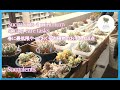 【多肉植物】春に最低限やっておくお手入れ４点 Succulents 4 minimum spring care tasks
