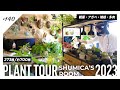 【PLANT TOUR】夫婦で育てる700株の観葉・アガベ・塊根植物を全て見せます|Shumica's room 2023