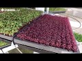 Smart farm machine  bk conveyor culture