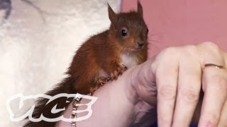 Baby Red Squirrels Orphaned by Hurricane Katrina | The Cute Show