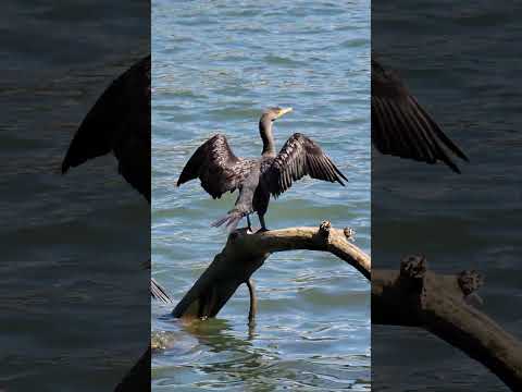 ভিডিও: ক্রেস্টেড কর্মোরান্ট: ফটো, বর্ণনা, জীবনধারা