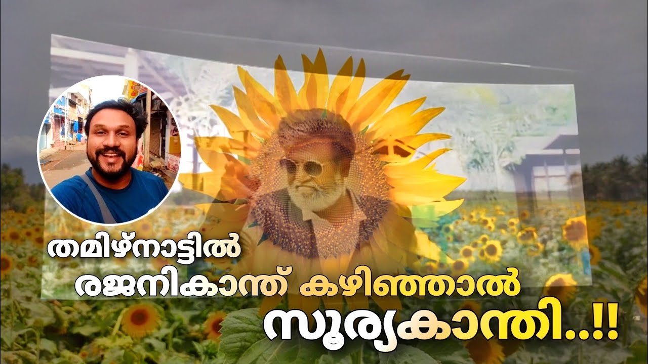 തമിഴ്‌നാട്ടിൽ രജനികാന്ത് കഴിഞ്ഞാൽ സൂര്യകാന്തി..!! | sunflowerfield in sundarapandipuram tamilnadu