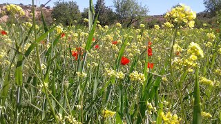 فصل الربيع يالها منضر جميل Spring season, what a beautiful view