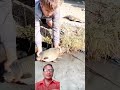 Animal #duet #keywordresearch #funny #seoguide #sharkfeeding #comedy #seotutorial #memes