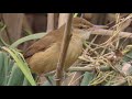 Clamorous Reed Warbler - Riđi Trstenjak - Acrocepalus stentoreus