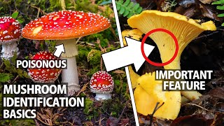 Camper&#39;s Guide to Mushroom Identification