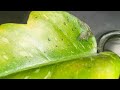 How To Treat Rare House Plants for Leaf Blight! The Bacteria That Murdered My Rare House Plants!