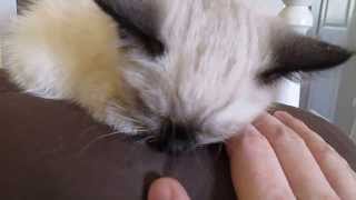 Billie the Ragdoll Siamese Kitten Waking Up