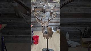 This Deer Was An Absolute Fighter