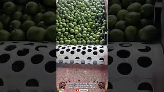Advanced Farming Technology Utilizing A High-Speed Grading Tool To Efficiently Sort Fresh Limes