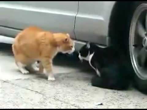 Gato traiciona a su novia! Subtitulado español-Gata que habla
